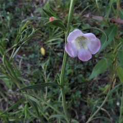Agalinis communis