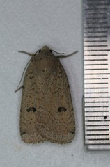 Abagrotis orbis