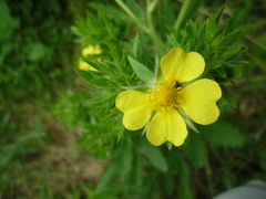 Potentilla recta obscura