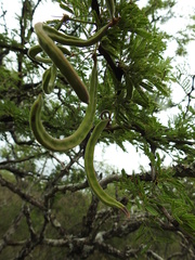 Vachellia astringens