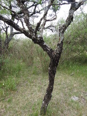 Vachellia astringens