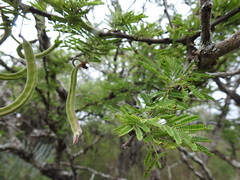 Vachellia astringens