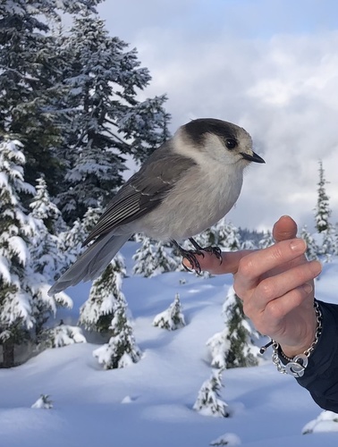 Canada Jay