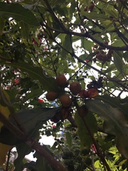 Pittosporum undulatum