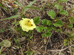 Cienfuegosia sulphurea