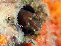 Parablennius marmoreus