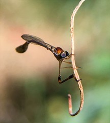 Leptopteromyia americana