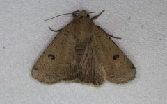 Abagrotis orbis