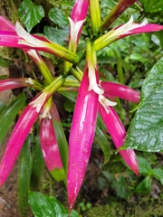 Guzmania wittmackii