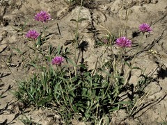 Gomphrena pulchella