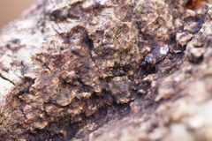 Lyctocoris dimidiatus