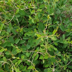 Sphedamnocarpus pruriens pruriens