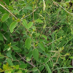 Sphedamnocarpus pruriens pruriens