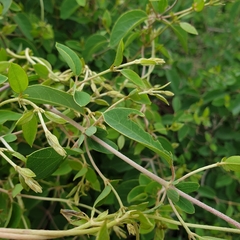 Sphedamnocarpus pruriens pruriens