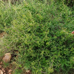 Sphedamnocarpus pruriens pruriens