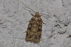 Agonopterix ferocella