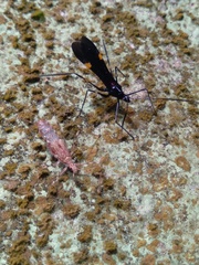 Parahiranetis salgadoi