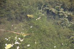 Potamogeton trichoides