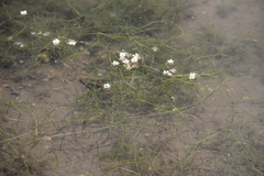 Potamogeton trichoides