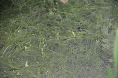 Potamogeton trichoides