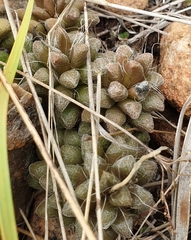 Anacampseros subnuda