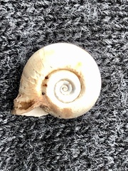 Planorbella campanulata