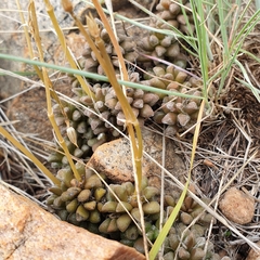 Anacampseros subnuda