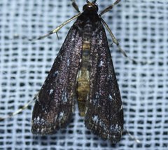 Langessa nomophilalis