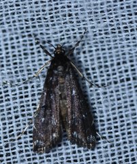 Langessa nomophilalis