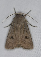 Agrotis vetusta