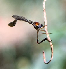 Leptopteromyia americana