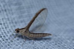 Callibaetis floridanus