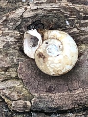 Planorbella campanulata
