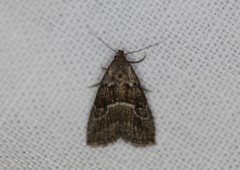Hypenodes franclemonti