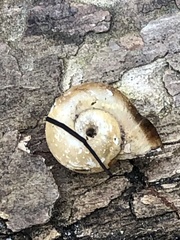 Planorbella campanulata