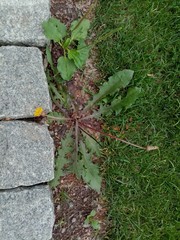 Taraxacum serotinum