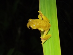 Dendropsophus reticulatus