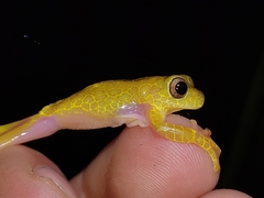 Dendropsophus reticulatus
