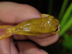 Dendropsophus reticulatus