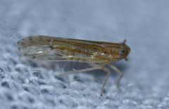 Phrictopyga occidentalis