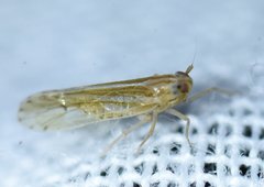 Phrictopyga occidentalis