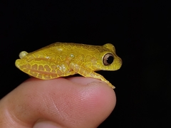 Dendropsophus reticulatus