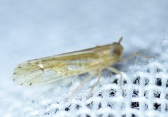 Phrictopyga occidentalis