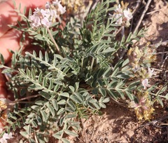 Astragalus lotiflorus