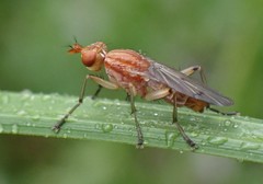 Tetanocera plebeja