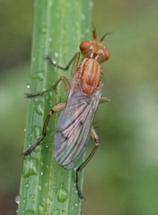 Tetanocera plebeja