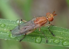 Tetanocera plebeja