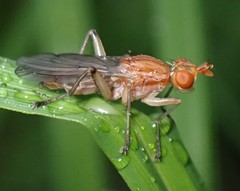 Tetanocera plebeja