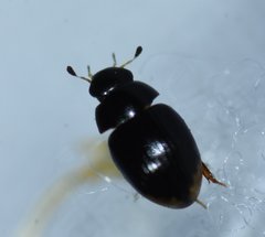 Cercyon praetextatus