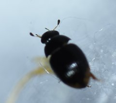 Cercyon praetextatus